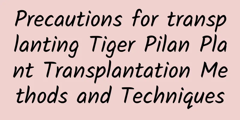 Precautions for transplanting Tiger Pilan Plant Transplantation Methods and Techniques