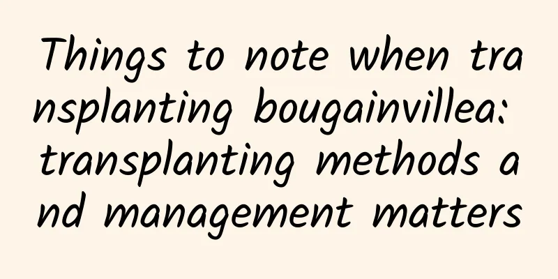 Things to note when transplanting bougainvillea: transplanting methods and management matters