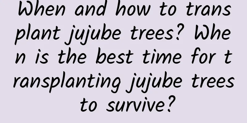 When and how to transplant jujube trees? When is the best time for transplanting jujube trees to survive?