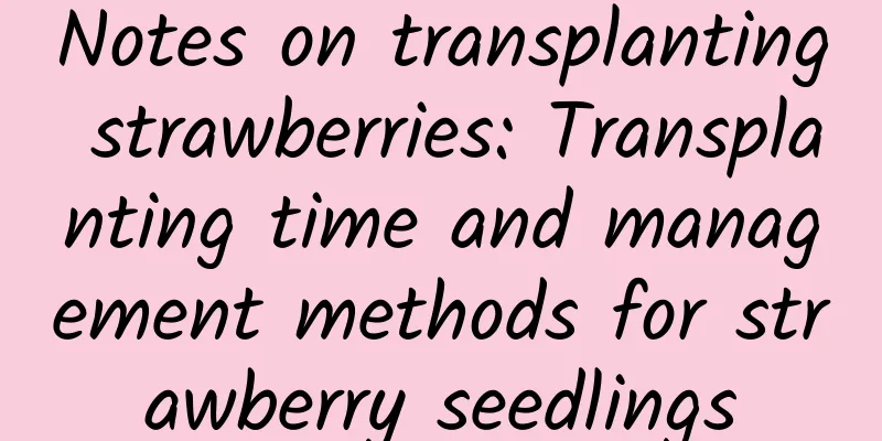 Notes on transplanting strawberries: Transplanting time and management methods for strawberry seedlings
