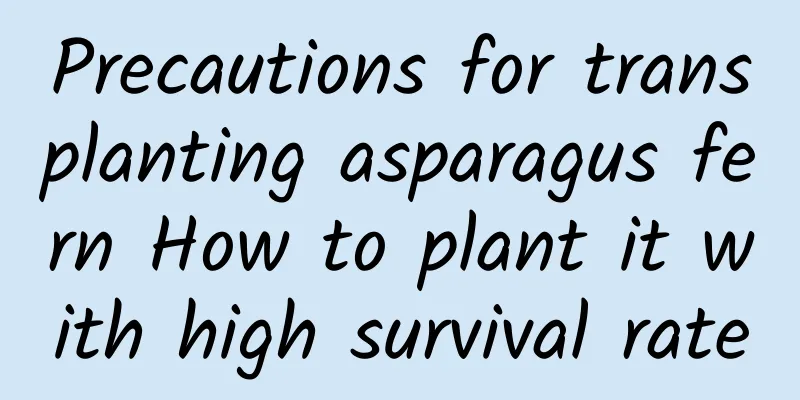 Precautions for transplanting asparagus fern How to plant it with high survival rate