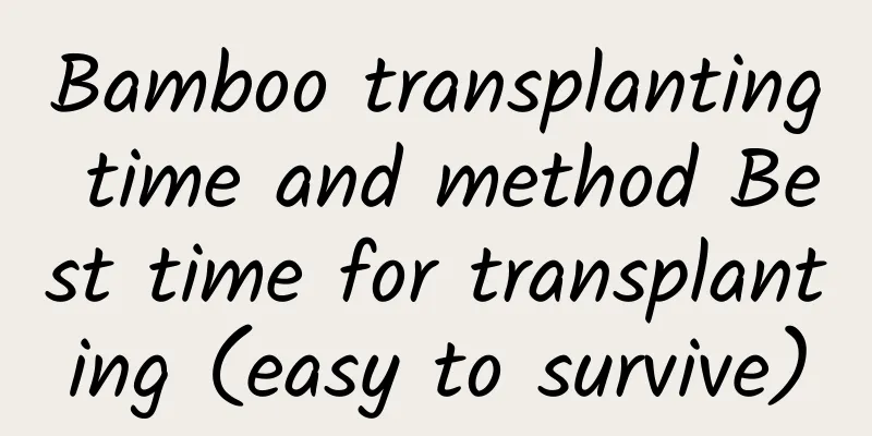Bamboo transplanting time and method Best time for transplanting (easy to survive)