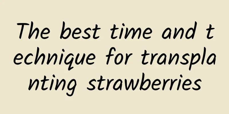 The best time and technique for transplanting strawberries