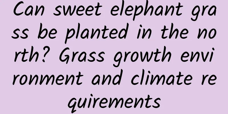 Can sweet elephant grass be planted in the north? Grass growth environment and climate requirements