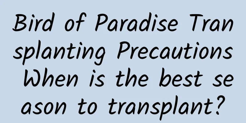 Bird of Paradise Transplanting Precautions When is the best season to transplant?