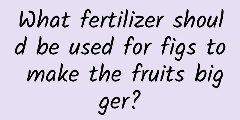 What fertilizer should be used for figs to make the fruits bigger?