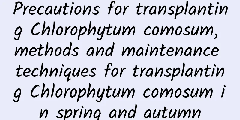 Precautions for transplanting Chlorophytum comosum, methods and maintenance techniques for transplanting Chlorophytum comosum in spring and autumn