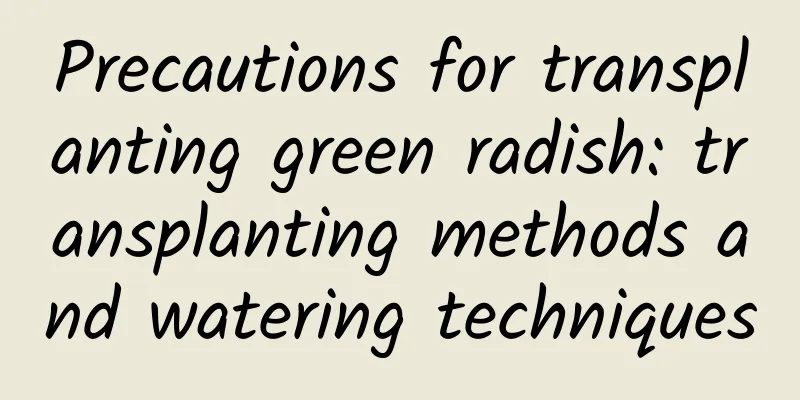 Precautions for transplanting green radish: transplanting methods and watering techniques