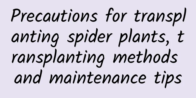 Precautions for transplanting spider plants, transplanting methods and maintenance tips