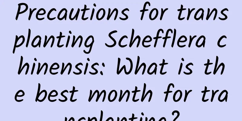 Precautions for transplanting Schefflera chinensis: What is the best month for transplanting?