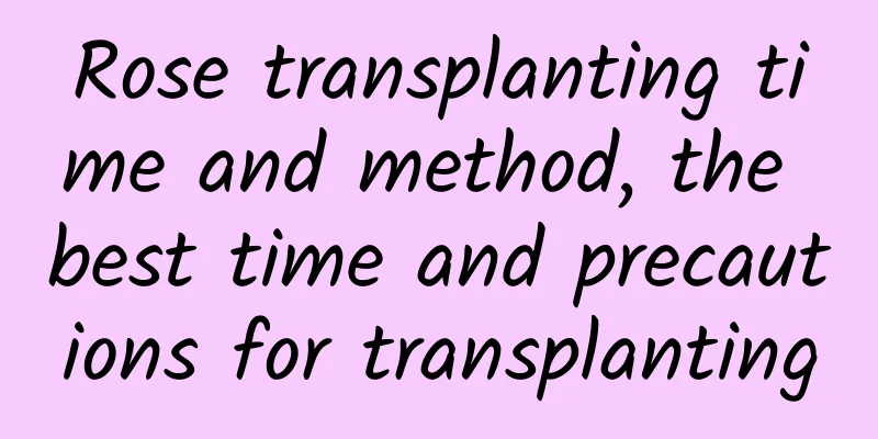 Rose transplanting time and method, the best time and precautions for transplanting