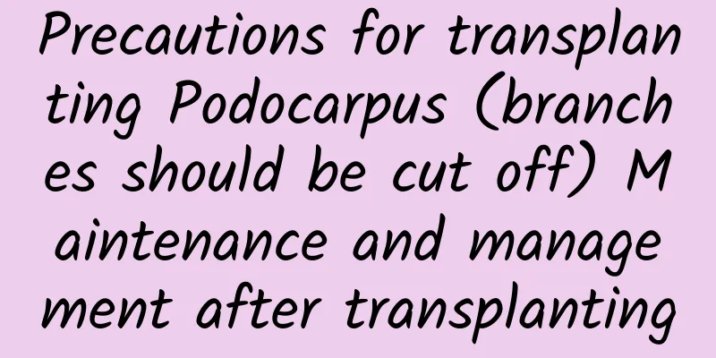Precautions for transplanting Podocarpus (branches should be cut off) Maintenance and management after transplanting