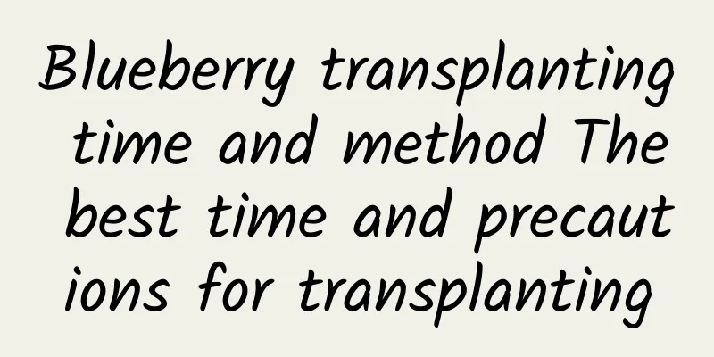 Blueberry transplanting time and method The best time and precautions for transplanting