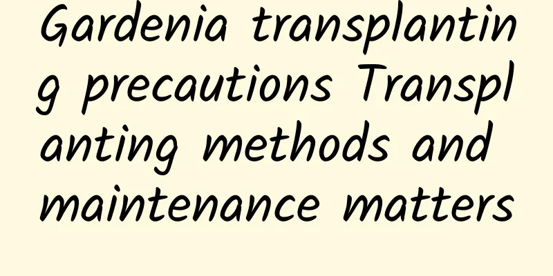 Gardenia transplanting precautions Transplanting methods and maintenance matters