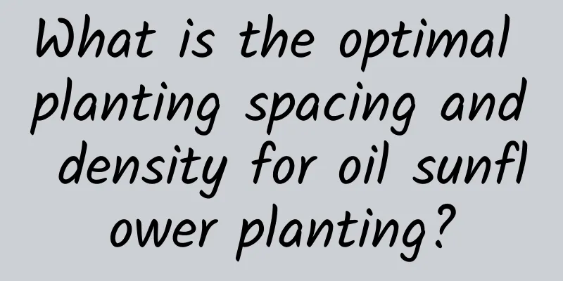 What is the optimal planting spacing and density for oil sunflower planting?