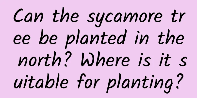 Can the sycamore tree be planted in the north? Where is it suitable for planting?