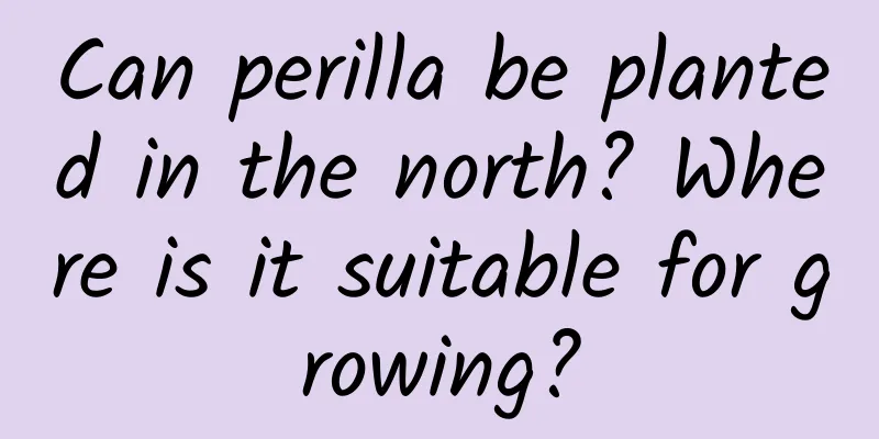 Can perilla be planted in the north? Where is it suitable for growing?