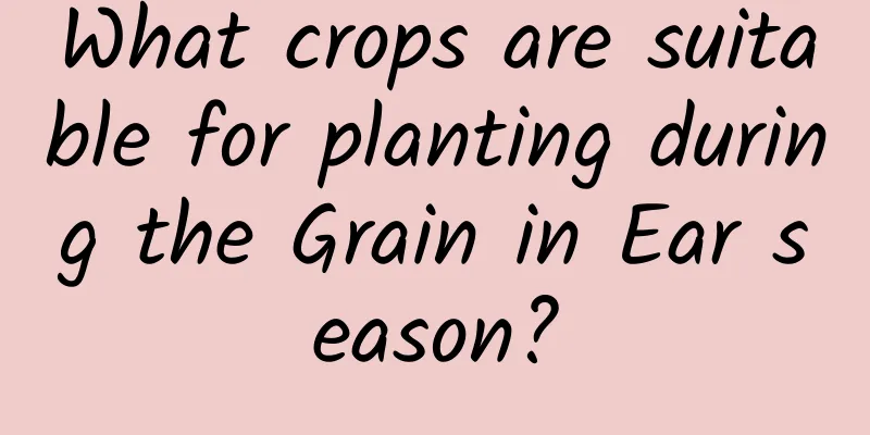 What crops are suitable for planting during the Grain in Ear season?