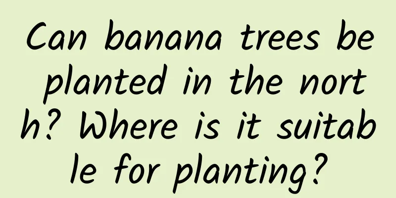 Can banana trees be planted in the north? Where is it suitable for planting?
