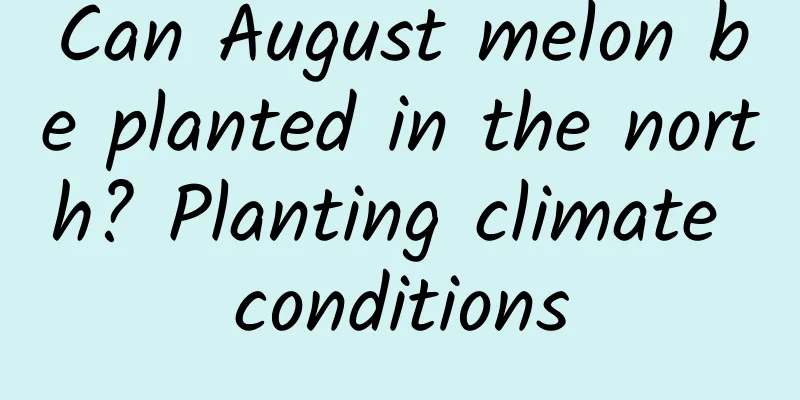 Can August melon be planted in the north? Planting climate conditions