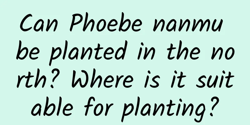 Can Phoebe nanmu be planted in the north? Where is it suitable for planting?