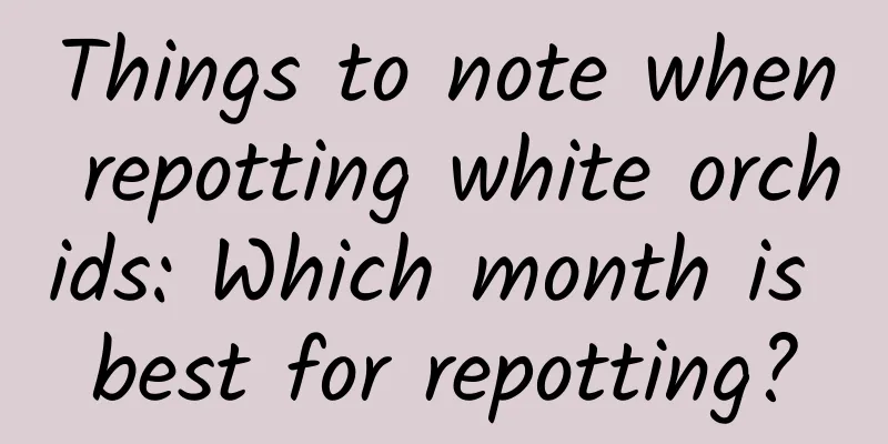 Things to note when repotting white orchids: Which month is best for repotting?