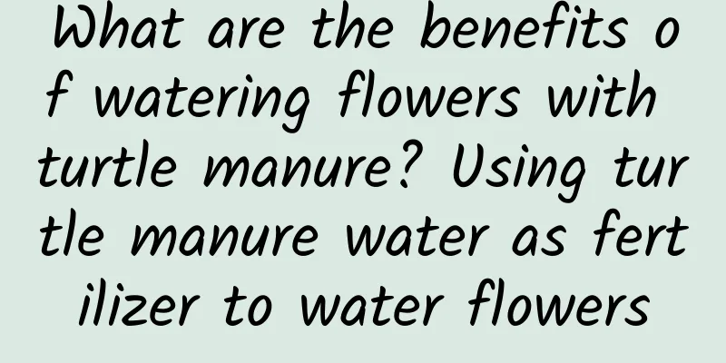 What are the benefits of watering flowers with turtle manure? Using turtle manure water as fertilizer to water flowers
