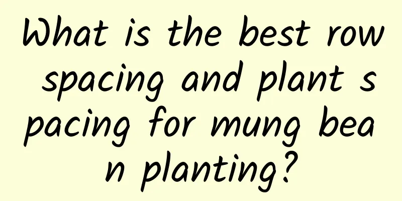 What is the best row spacing and plant spacing for mung bean planting?