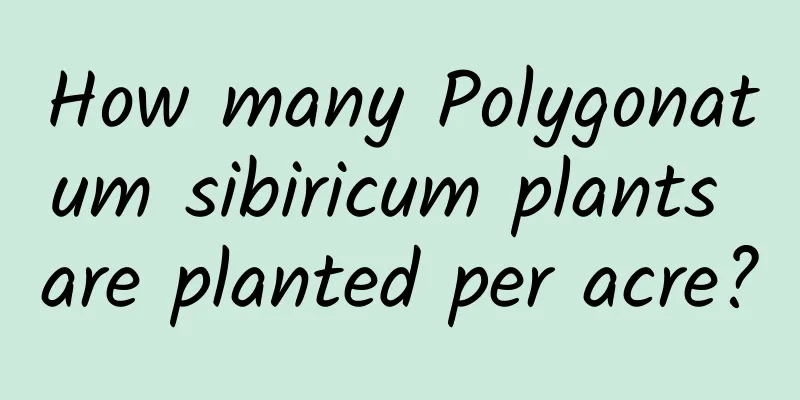 How many Polygonatum sibiricum plants are planted per acre?