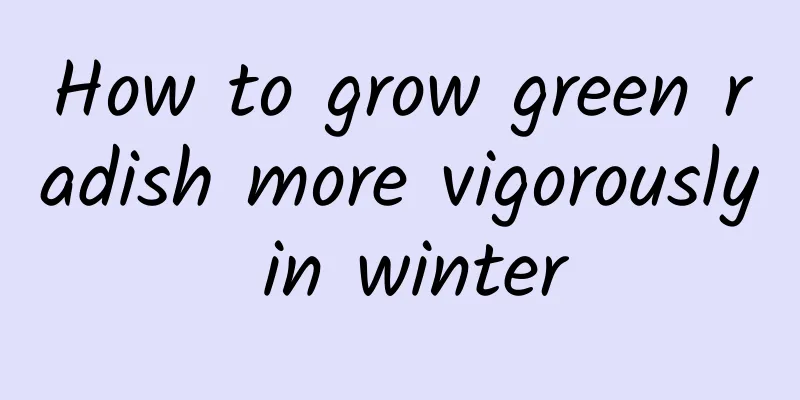 How to grow green radish more vigorously in winter