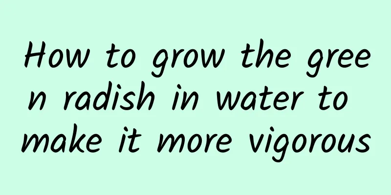 How to grow the green radish in water to make it more vigorous