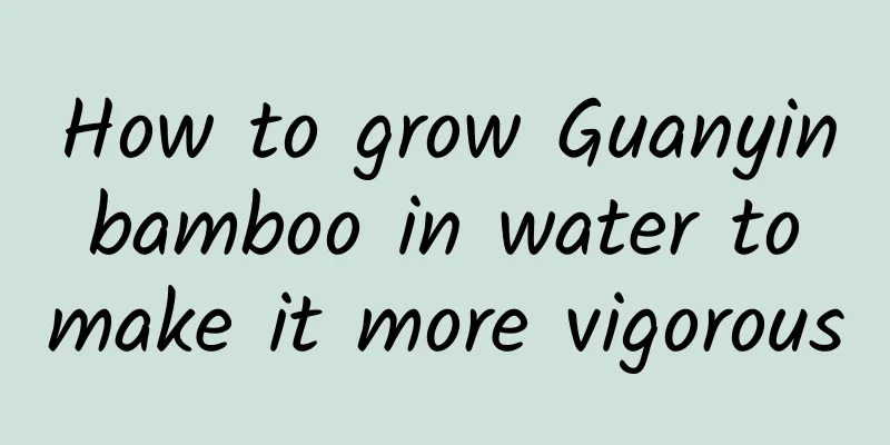 How to grow Guanyin bamboo in water to make it more vigorous
