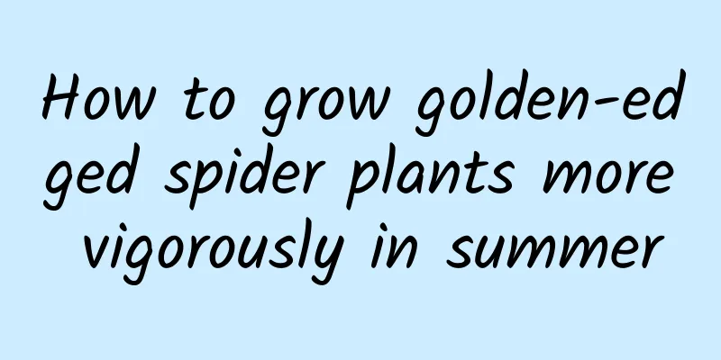 How to grow golden-edged spider plants more vigorously in summer