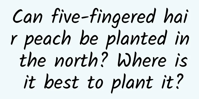 Can five-fingered hair peach be planted in the north? Where is it best to plant it?