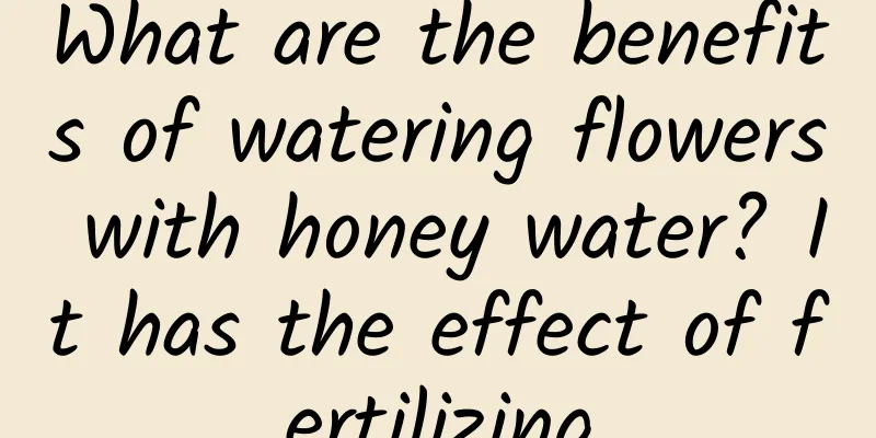 What are the benefits of watering flowers with honey water? It has the effect of fertilizing