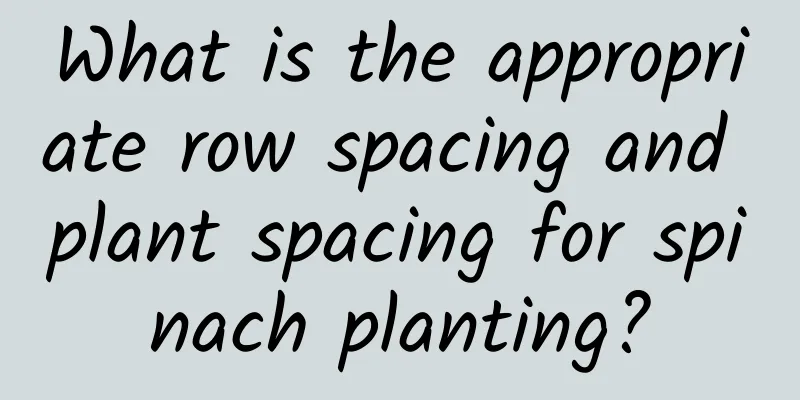 What is the appropriate row spacing and plant spacing for spinach planting?