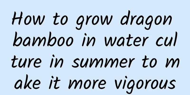 How to grow dragon bamboo in water culture in summer to make it more vigorous