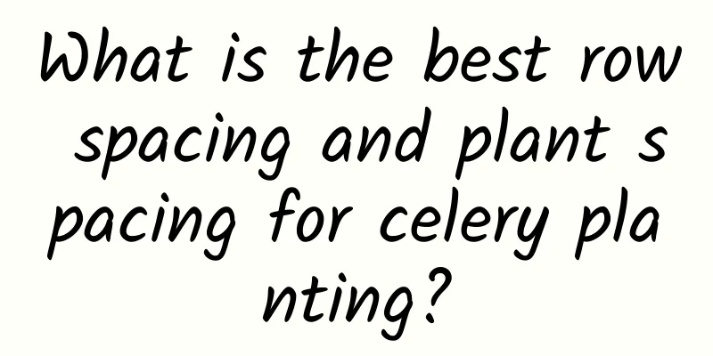 What is the best row spacing and plant spacing for celery planting?