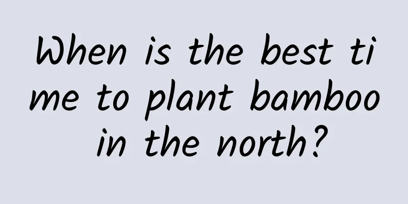 When is the best time to plant bamboo in the north?