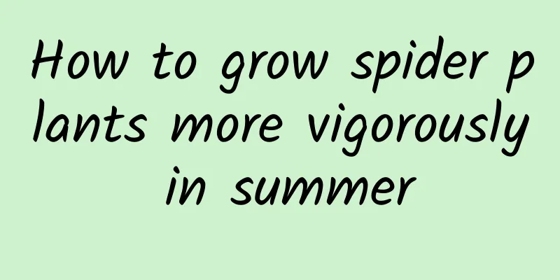 How to grow spider plants more vigorously in summer