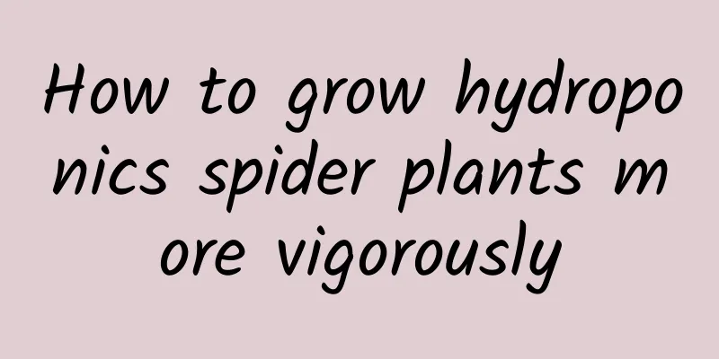 How to grow hydroponics spider plants more vigorously