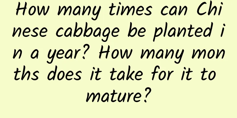 How many times can Chinese cabbage be planted in a year? How many months does it take for it to mature?