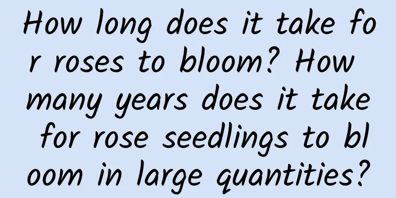 How long does it take for roses to bloom? How many years does it take for rose seedlings to bloom in large quantities?