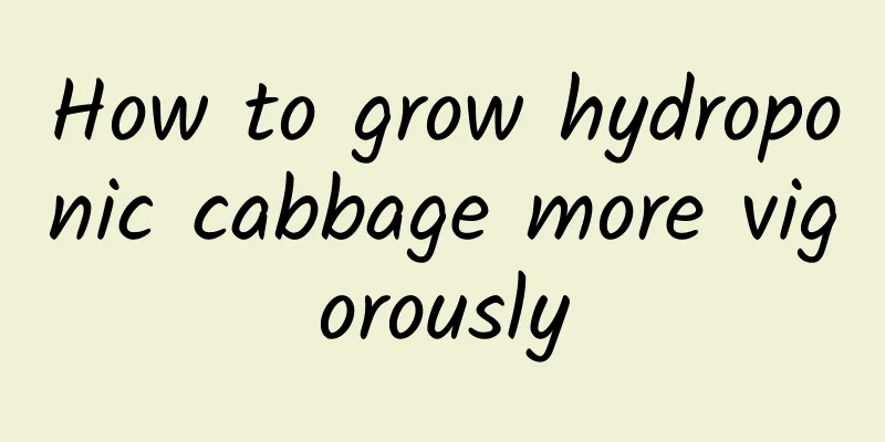 How to grow hydroponic cabbage more vigorously