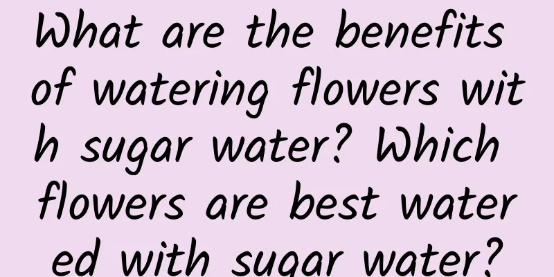 What are the benefits of watering flowers with sugar water? Which flowers are best watered with sugar water?