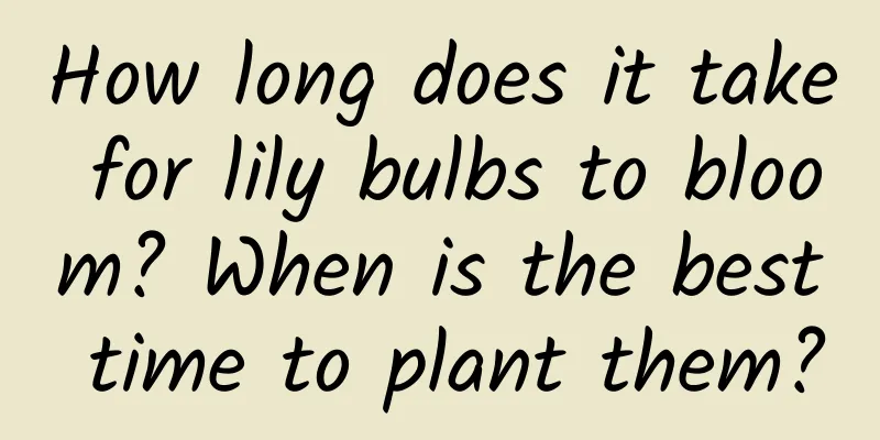 How long does it take for lily bulbs to bloom? When is the best time to plant them?