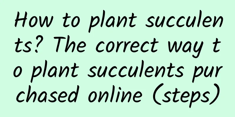 How to plant succulents? The correct way to plant succulents purchased online (steps)