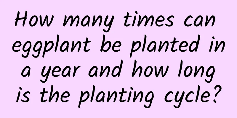 How many times can eggplant be planted in a year and how long is the planting cycle?