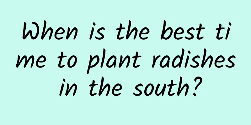 When is the best time to plant radishes in the south?