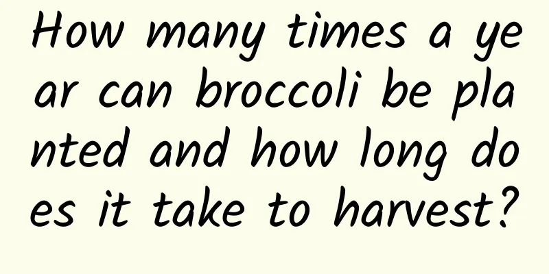 How many times a year can broccoli be planted and how long does it take to harvest?